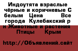 Индоутята взраслые чёрные и коричневые С белым › Цена ­ 450 - Все города, Кулебакский р-н Животные и растения » Птицы   . Крым